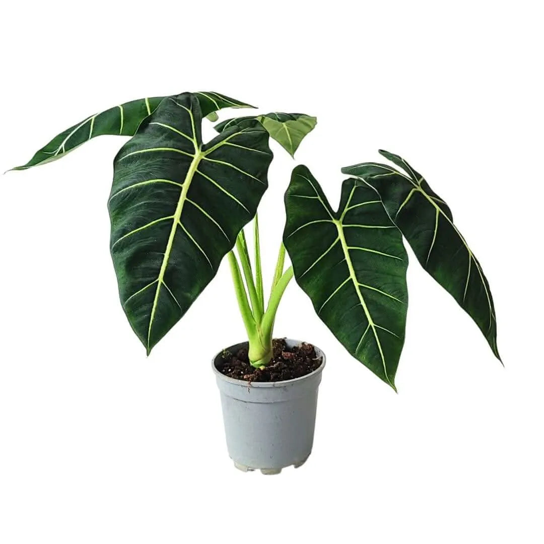 Alocasia Frydek senza vaso - pianta tropicale h55 cm pronta da rinvasare