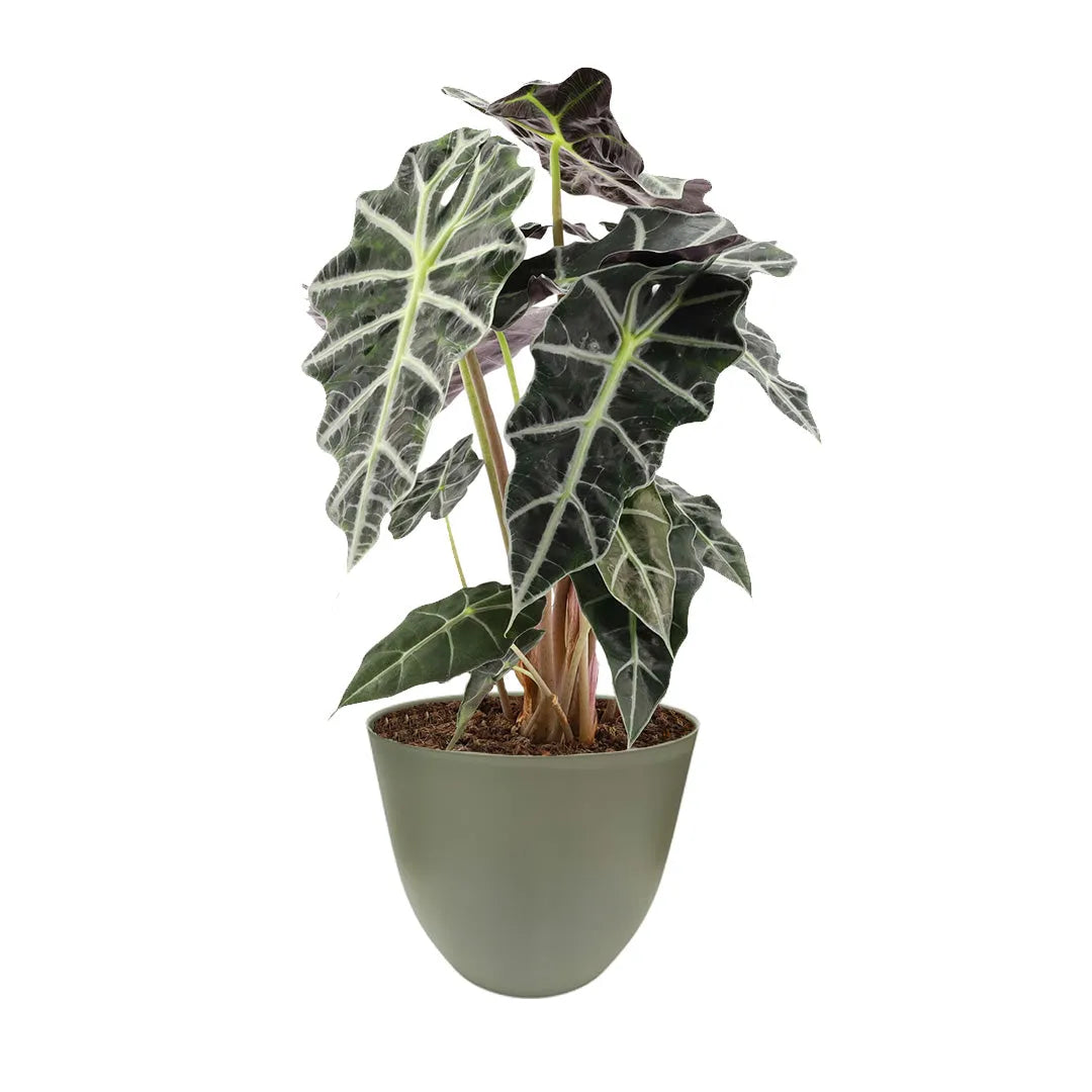 Alocasia Polly cura - pianta tropicale in vaso verde salvia, venature chiare