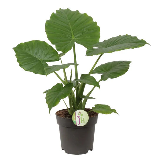 Alocasia Gageana H.55 - pianta da interno con foglie verdi ampie e cuoriformi