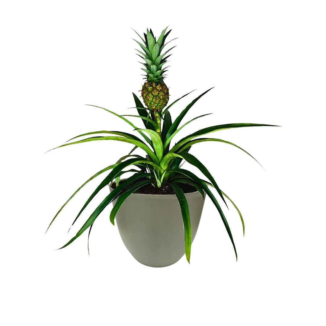 Ananas Amigo - pianta tropicale con frutto decorativo in vaso verde sostenibile