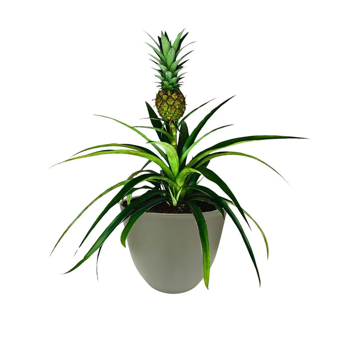 Ananas Amigo - pianta tropicale con frutto decorativo in vaso verde sostenibile