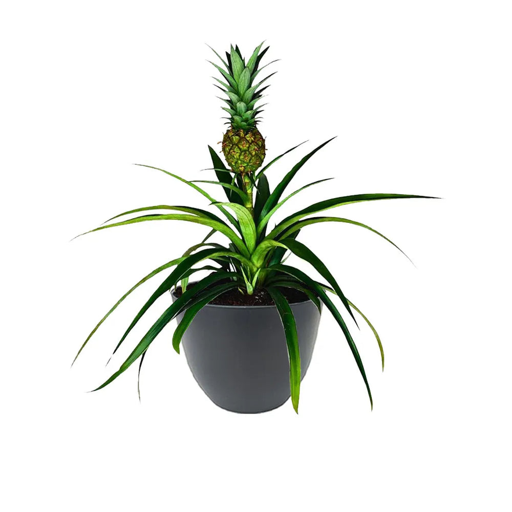 Ananas Amigo - pianta tropicale con frutto ornamentale in vaso antracite