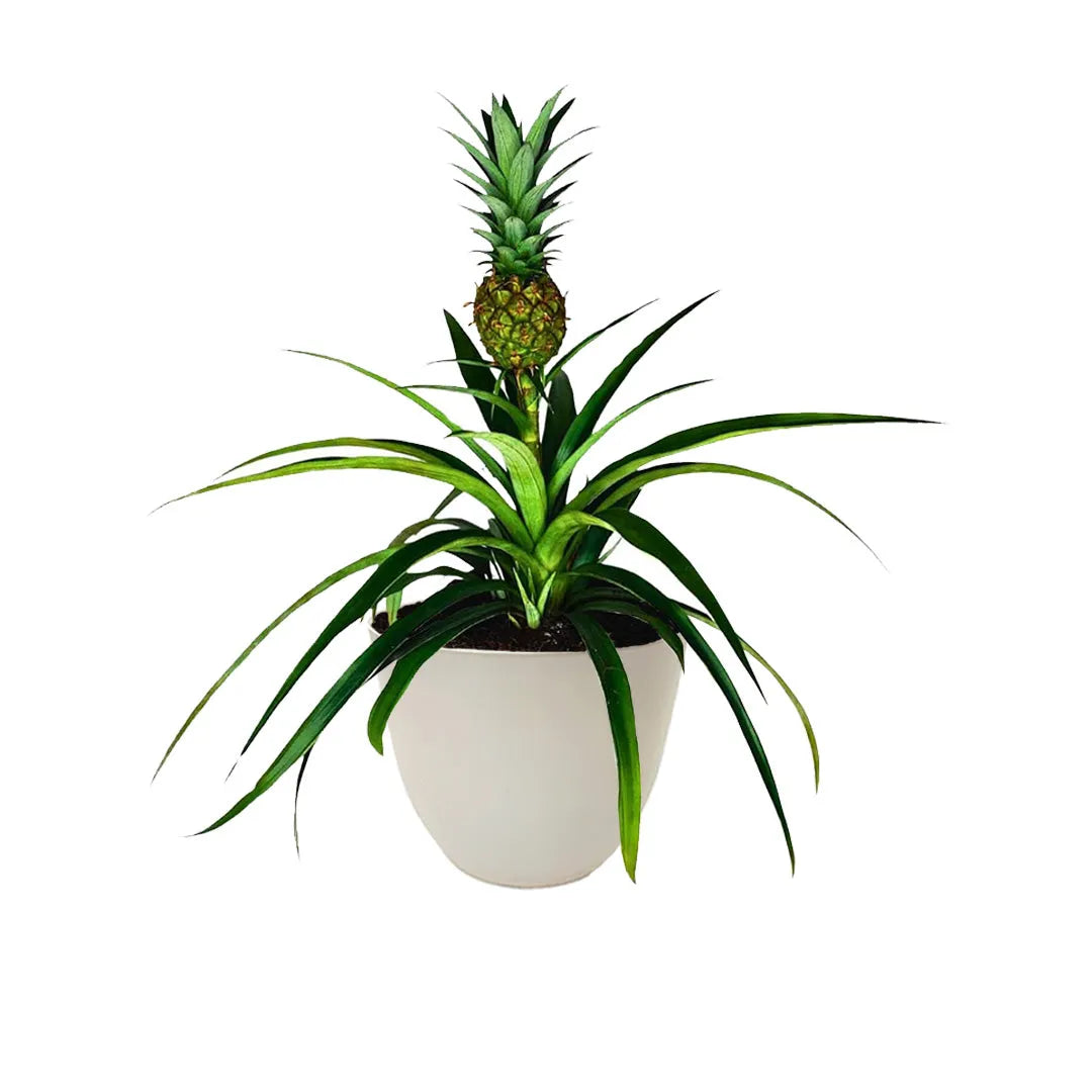 Ananas Amigo - pianta tropicale decorativa in vaso bianco riciclato, vista frontale