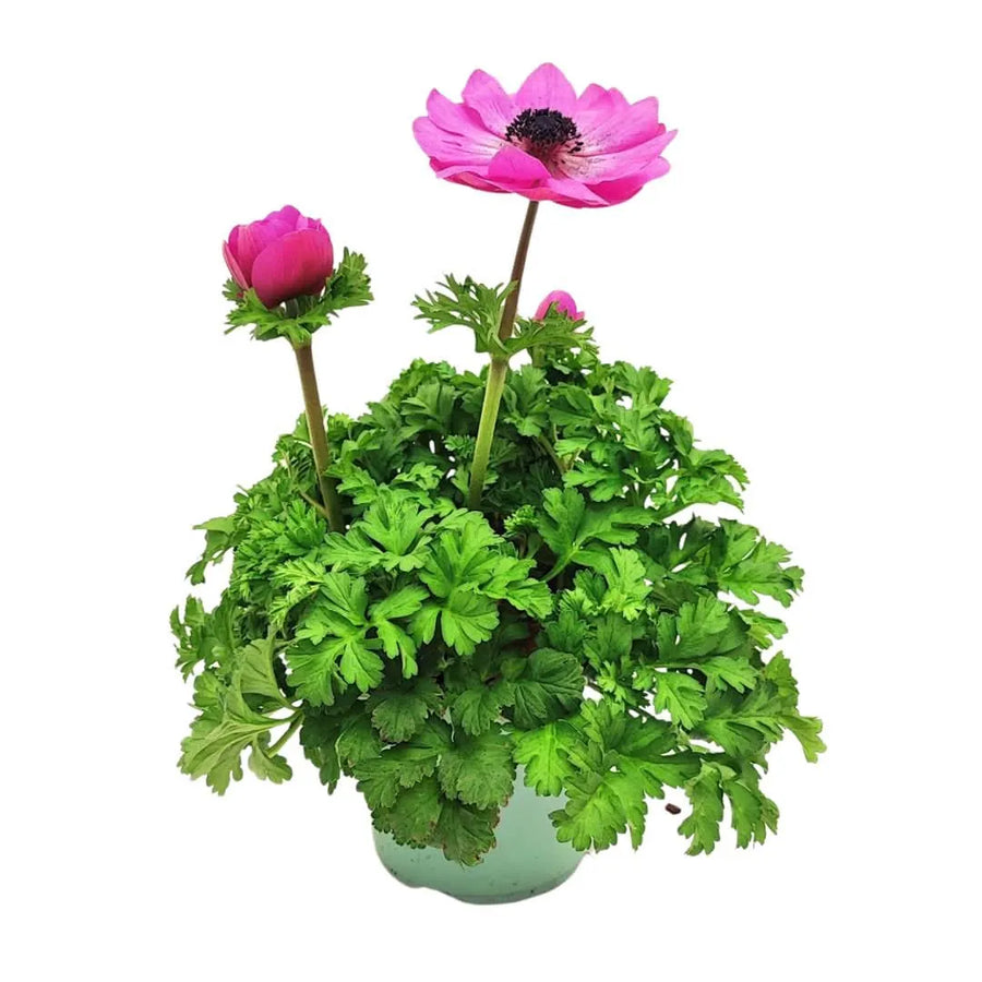 Anemone Coronaria - Pianta fiorita rosa in vaso D.14 cm, pronta per decorare