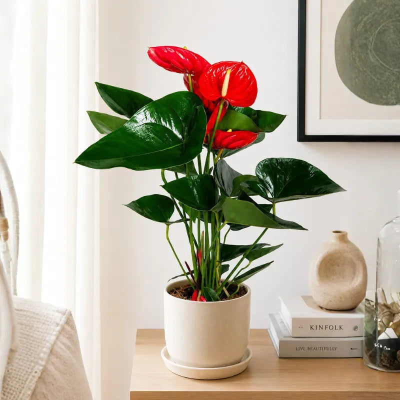 anthurium rosso prezzo Anthurium D.17 H.65 cm – Pianta Fiorita da Interno i Giardini di Giulia — i Giardini di Giulia