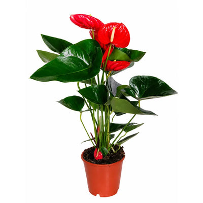 Anthurium D.17 H.65 cm