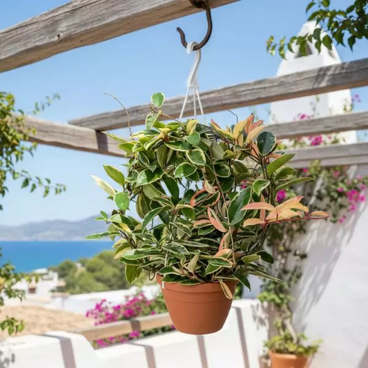 Hoya Carnosa cura - Dettaglio delle foglie carnose e lucide della pianta