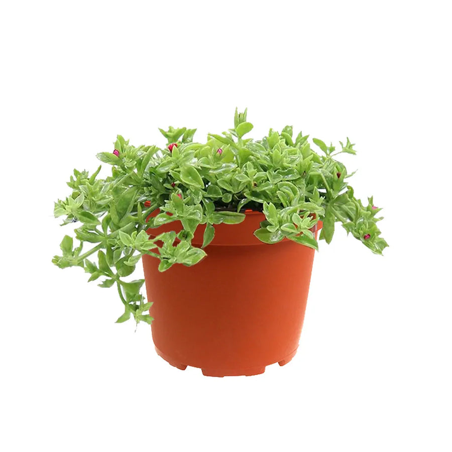 Aptenia variegata - pianta succulenta tappezzante con foglie variegate e fiori fucsia in vaso da 14 cm, vista ravvicinata