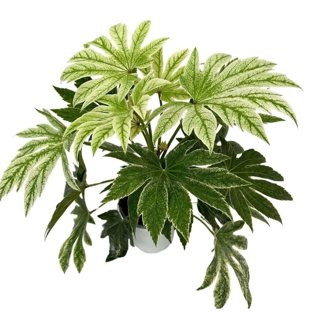 Aralia Fatsia Japonica - vista dall'alto in vaso da 20 cm