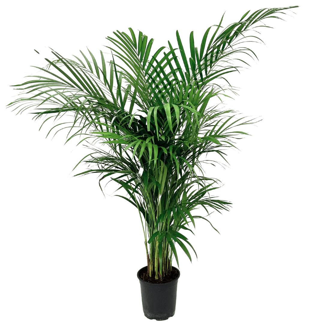 palma areca cura Areca Lutescens Palma da Interno Elegante Giardini di Giulia — i Giardini di Giulia