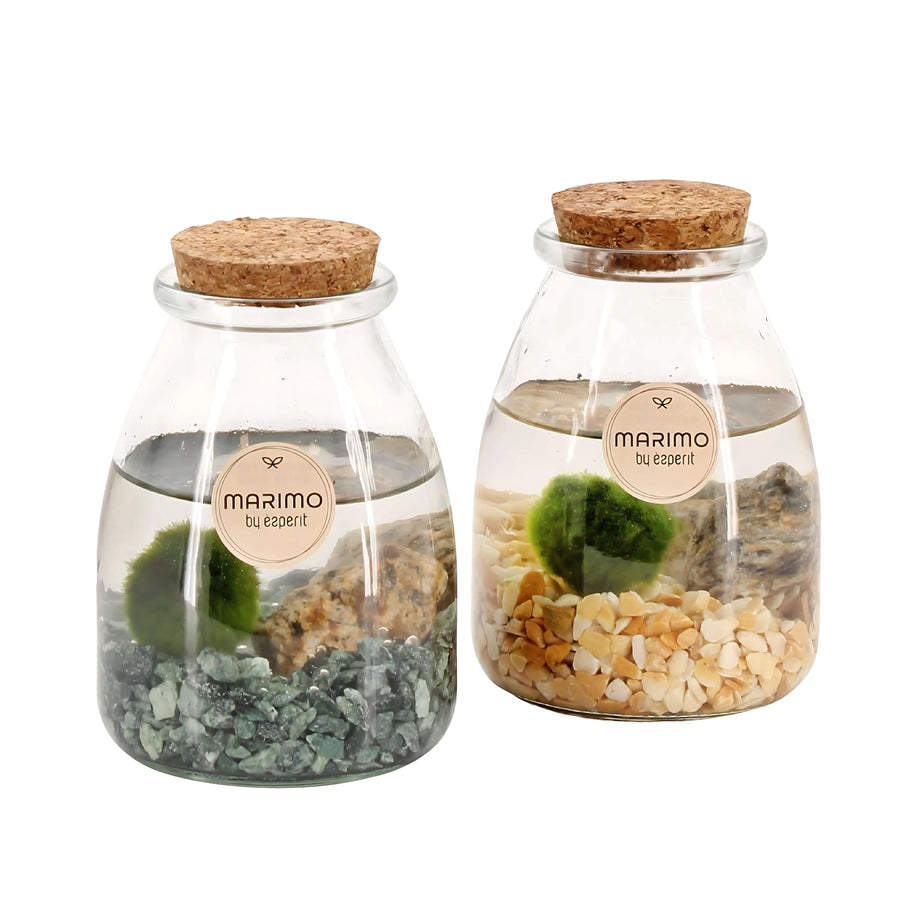 Arr. water plants Marimo 90532 - i Giardini di Giulia  