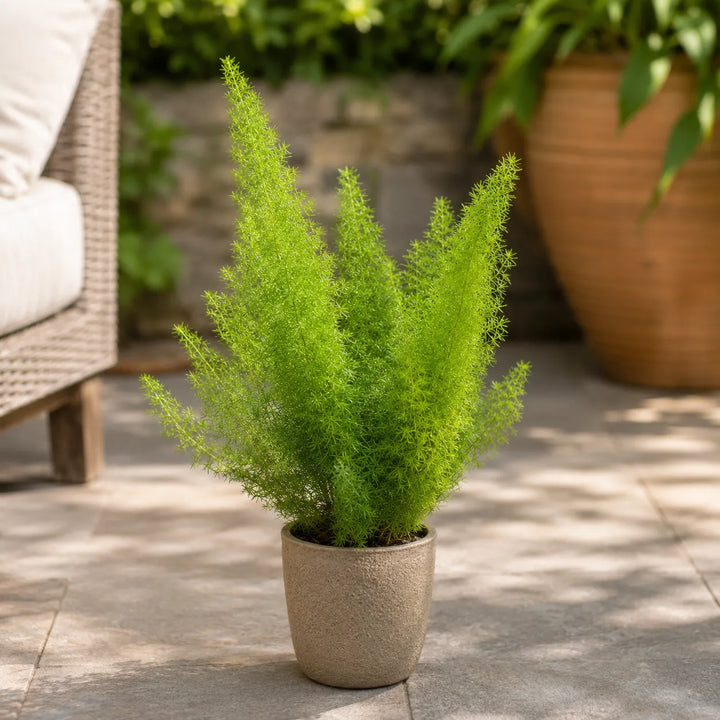 Pianta di Asparagus Sprengerii in vaso beige posizionata su un patio esterno, ideale come complemento d'arredo per terrazzi e giardini.