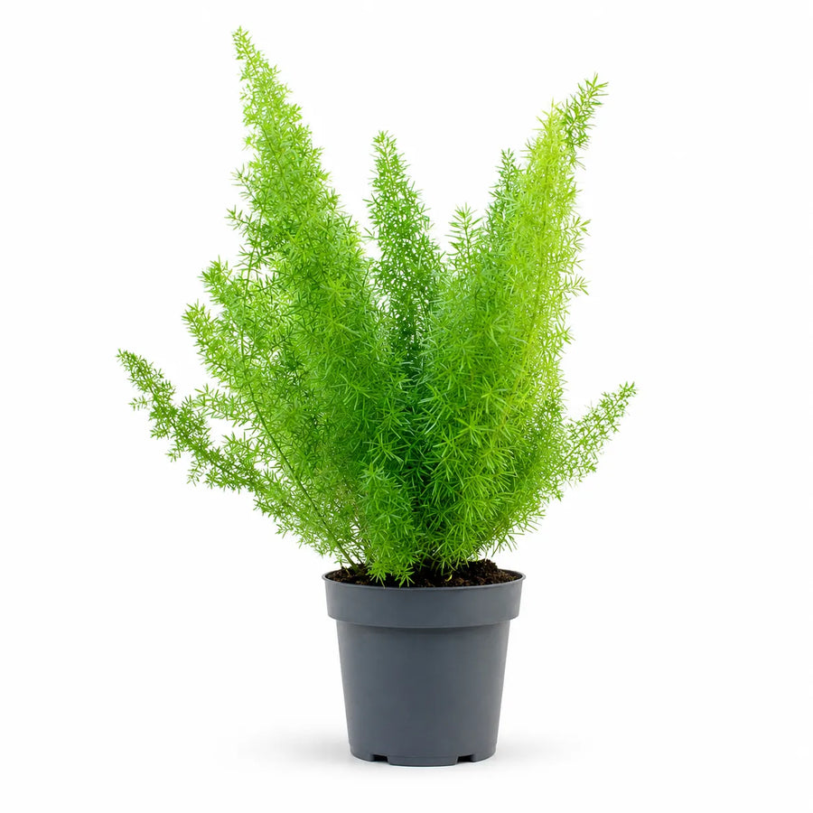 Pianta di Asparagus Sprengerii in vaso da coltivazione su sfondo bianco con fogliame verde intenso e portamento elegante.