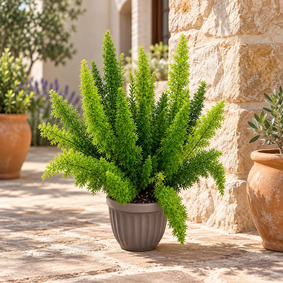 Asparagus densiflorus in vaso ambientato in uno spazio esterno mediterraneo, con vegetazione verde folta e decorativa