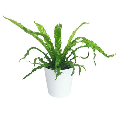 Asplenium Crissie