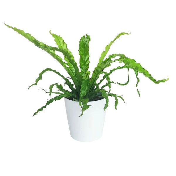 Asplenium Crissie