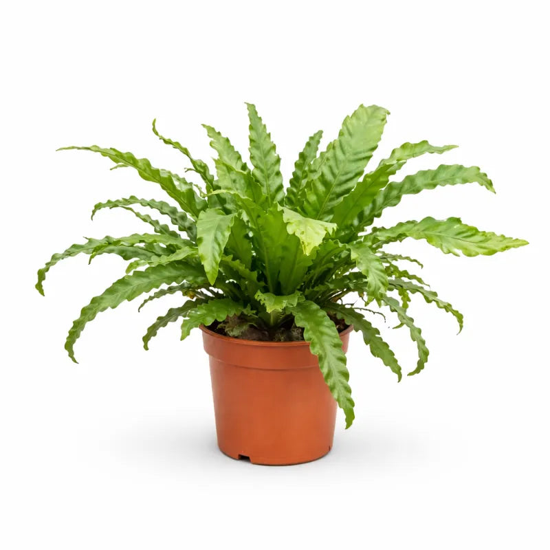 Asplenium Mix - felce da interno con fronde lucide e ondulate in vaso decorativo