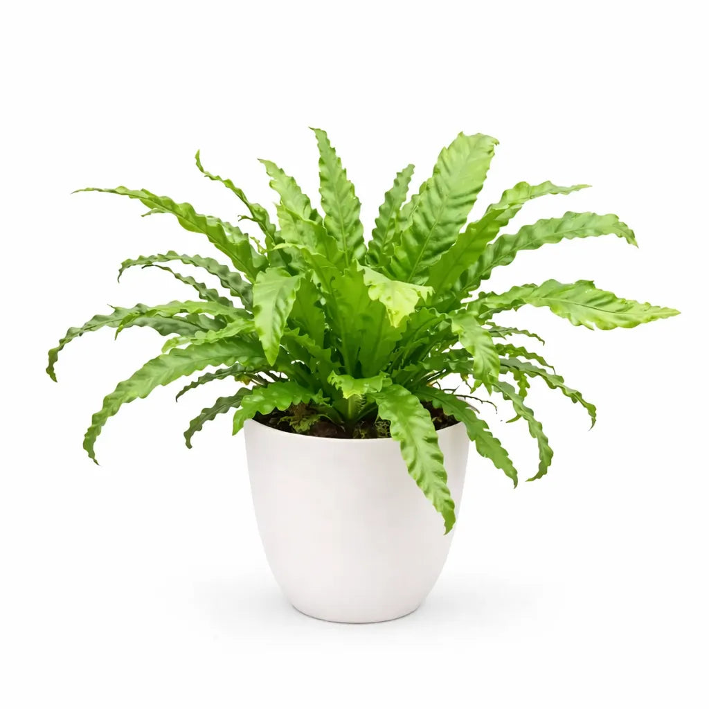 Felce del nido artificiale ADRIENNE su stelo, verde, 30cm, 45cm