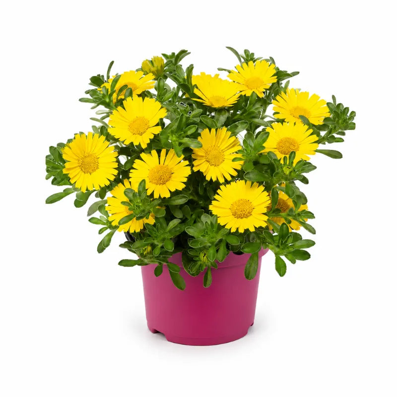 Pianta di Asteriscus con fiori gialli luminosi e fogliame verde compatto in vaso fucsia da esterno.