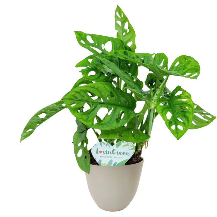 Monstera Monkey - i Giardini di Giulia 