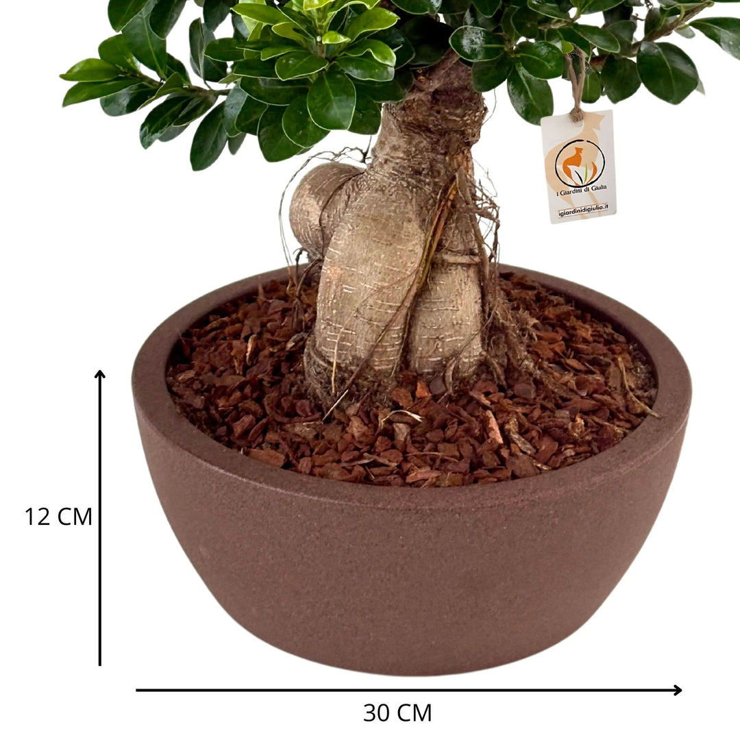 Bonsai Ficus Ginseng in vaso Thetis - pianta su sfondo neutro