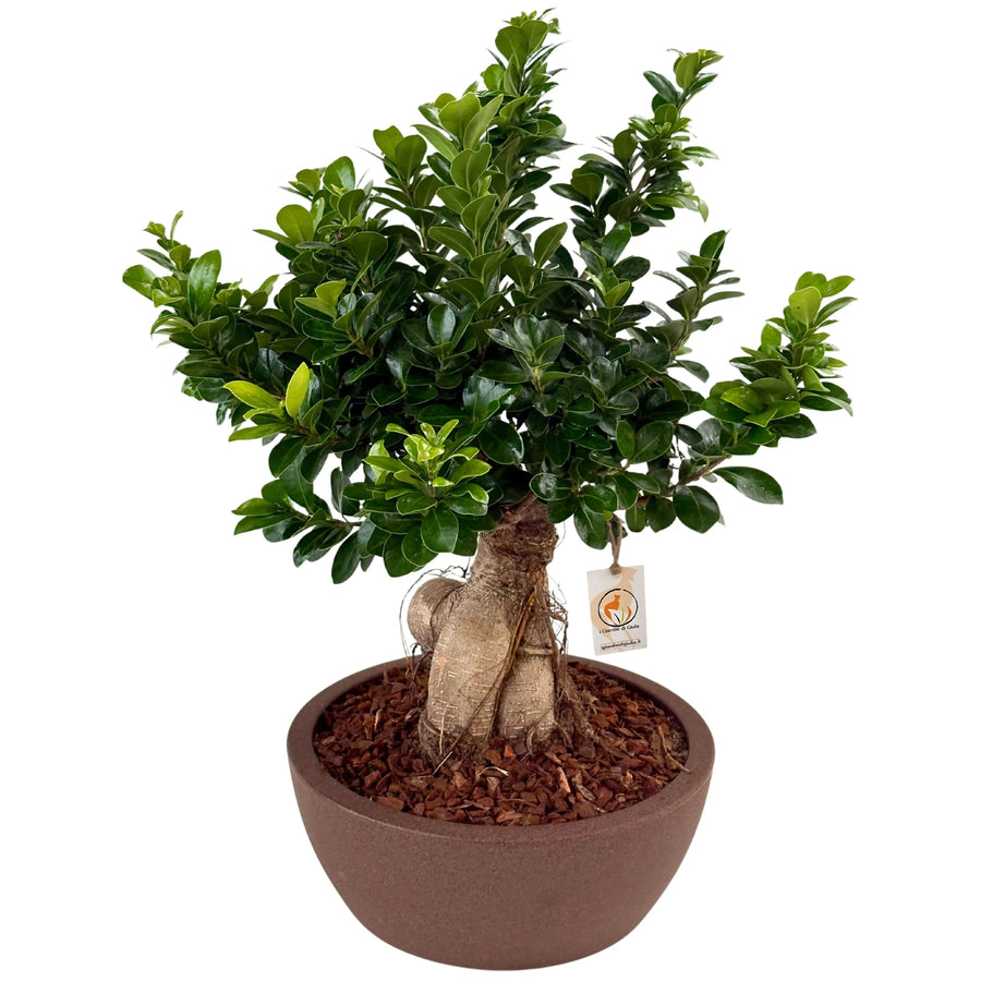 Bonsai Ficus Ginseng in vaso Thetis - vista frontale elegante