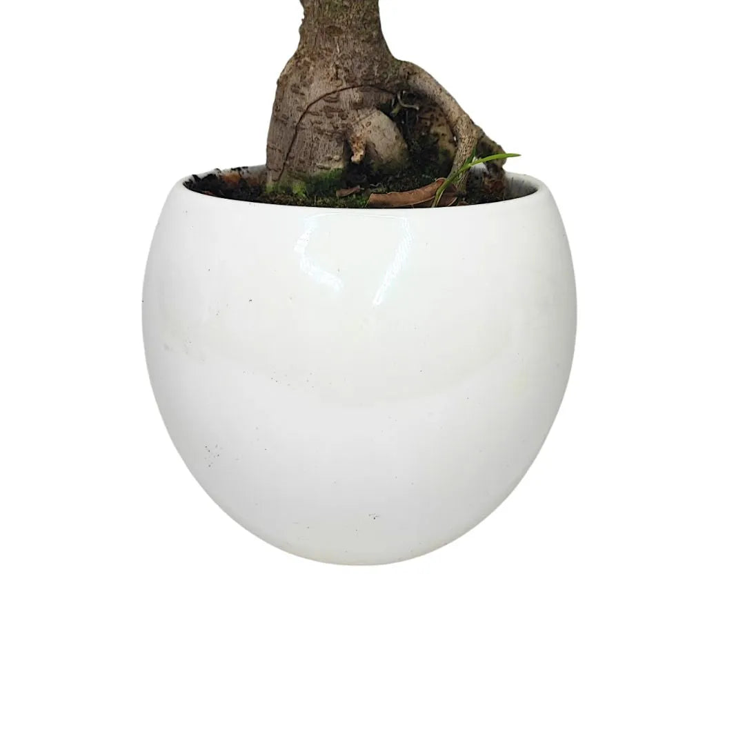 Bonsai Ficus Ginseng prezzo - pianta da 40cm su tavolo, ideale per interni