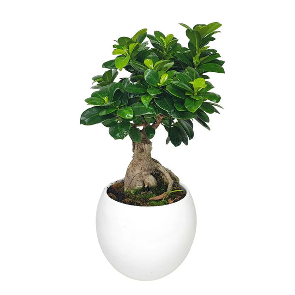 Bonsaï Ficus Ginseng en pot céramique Pouilles Hauteur 40 cm