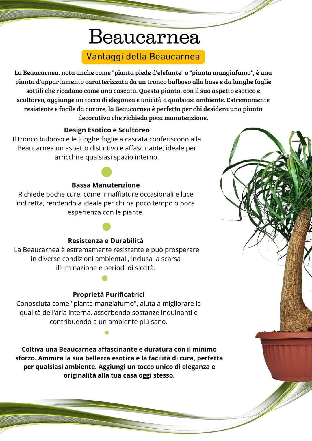 Beaucarnea Mangiafumo - pianta da interno su sfondo chiaro elegante