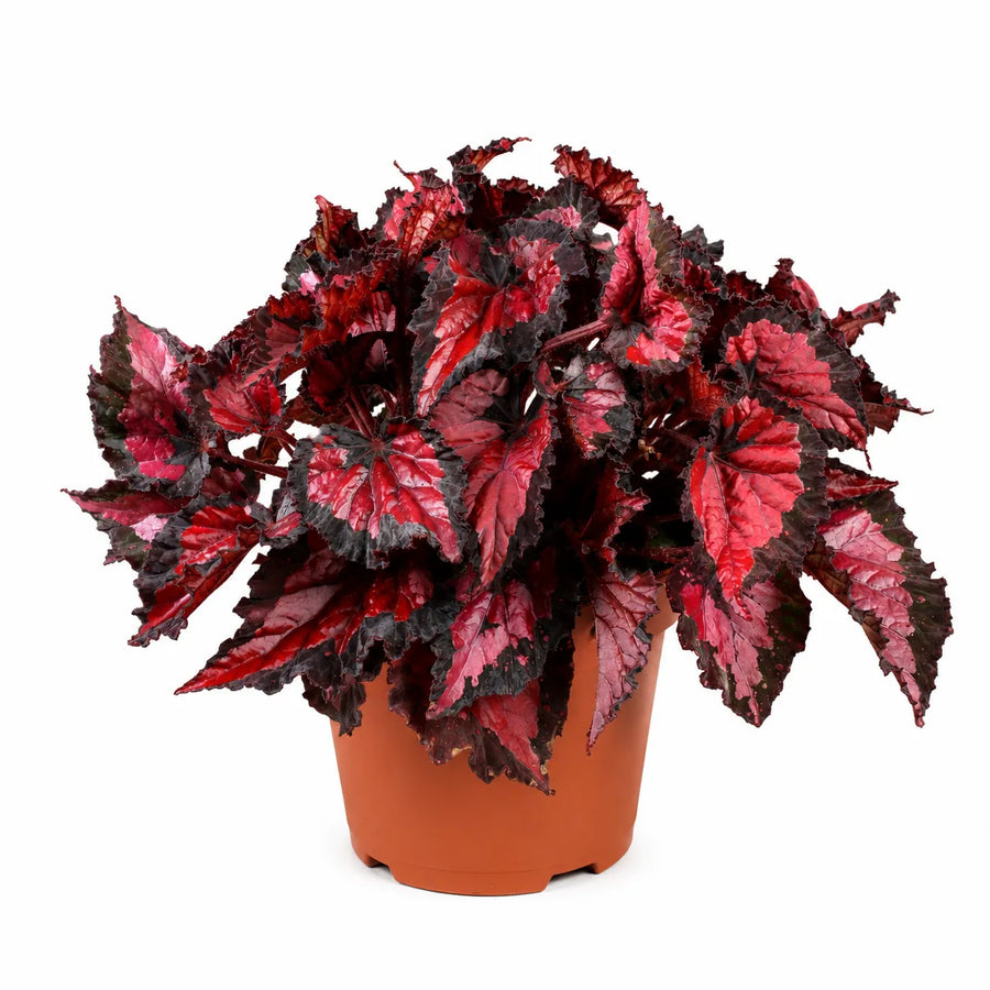 Begonia Beleaf Inca Night con foglie decorative rosso scuro e bordi neri in vaso da vivaio su sfondo neutro.