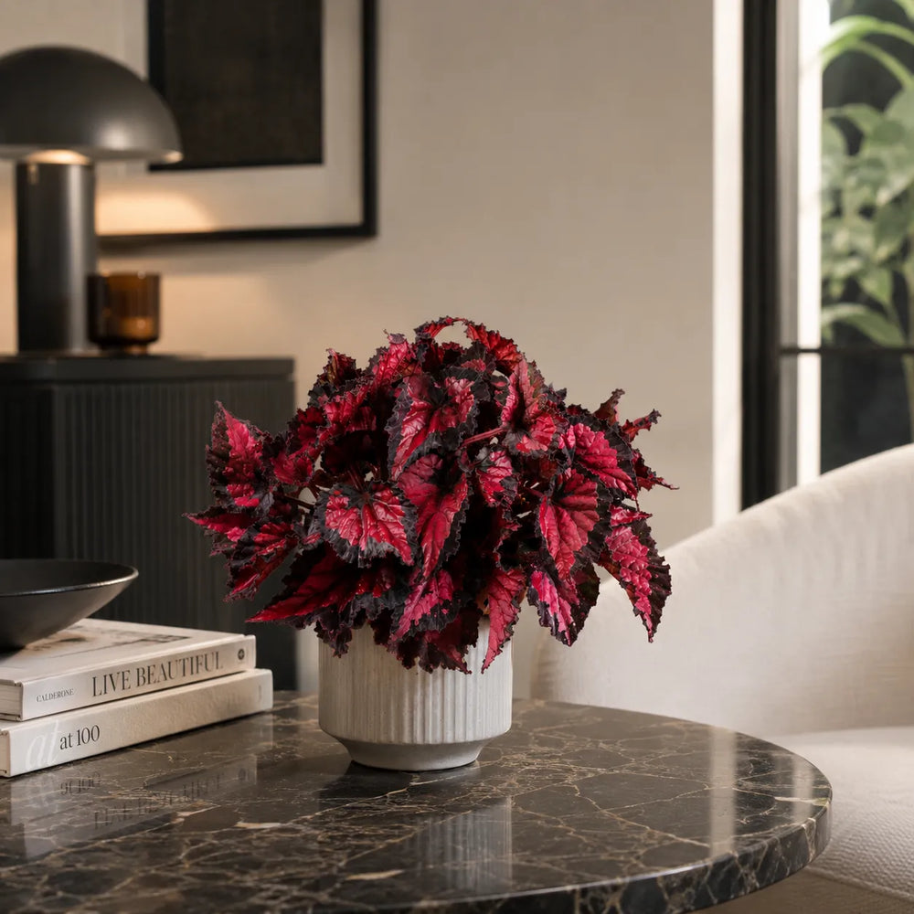Pianta di Begonia Beleaf Inca Night con foglie rosse e nere decorative in vaso rigato su tavolo in marmo.