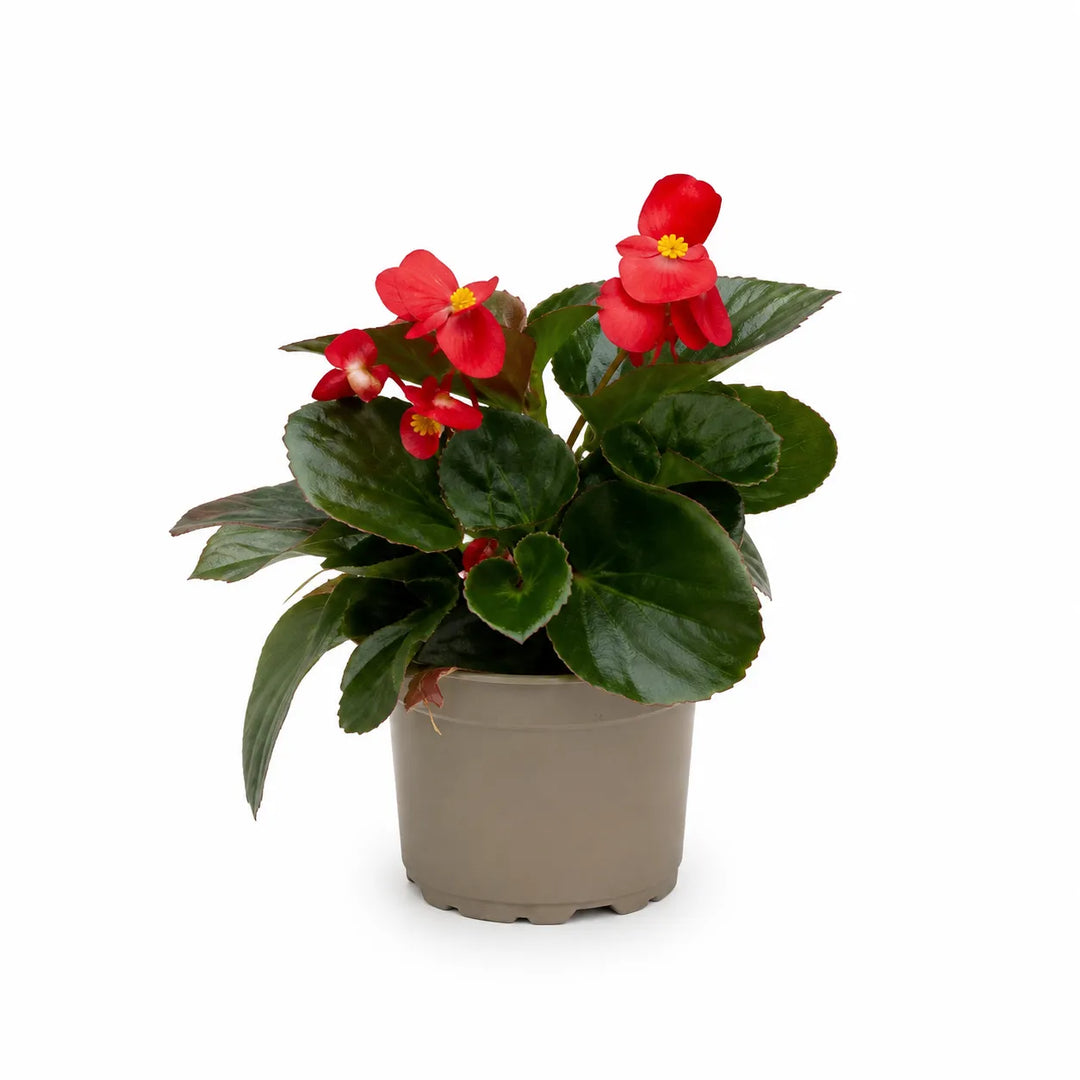 Pianta di Begonia Big con grandi fiori rossi ornamentali e fogliame verde intenso in vaso.