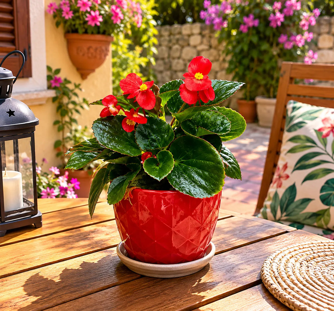 Begonia Big con foglie lucide e grandi fiori rossi coltivata in vaso rosso per balconi e giardini.