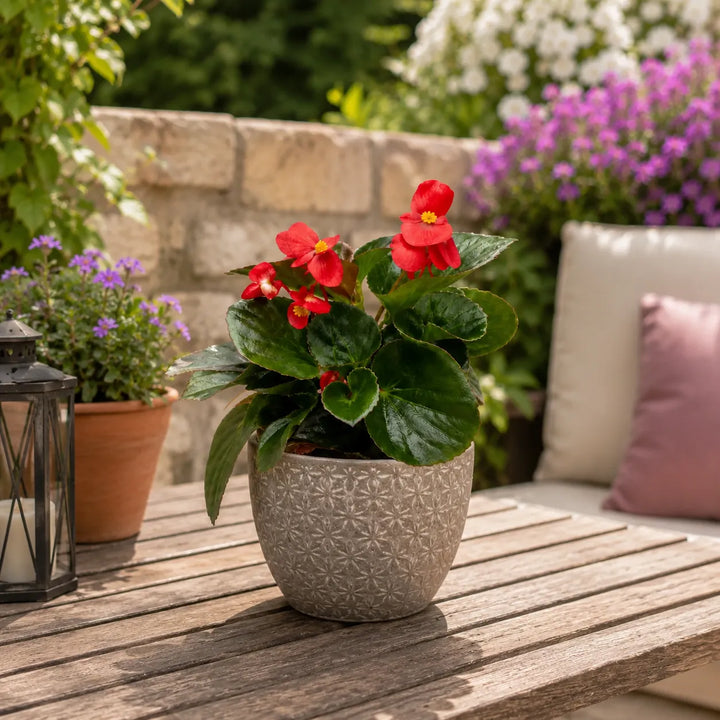 Begonia Big con fioritura rossa intensa posizionata su tavolo da giardino in ambiente outdoor elegante.