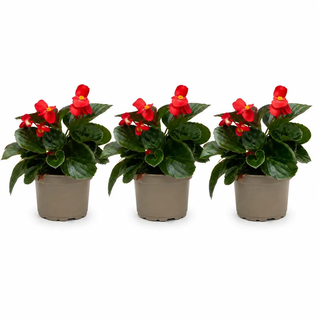 Set di Begonia Big con fiori rossi e foglie verdi lucide coltivate in vaso da esterno.