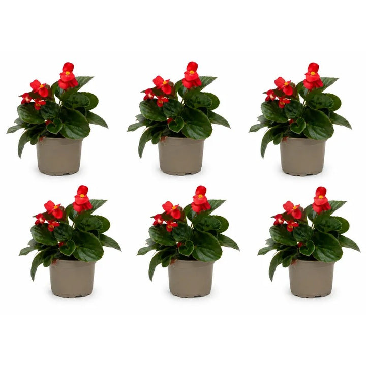 Assortimento di Begonia Big rossa ideale per aiuole, terrazzi e composizioni floreali da esterno.