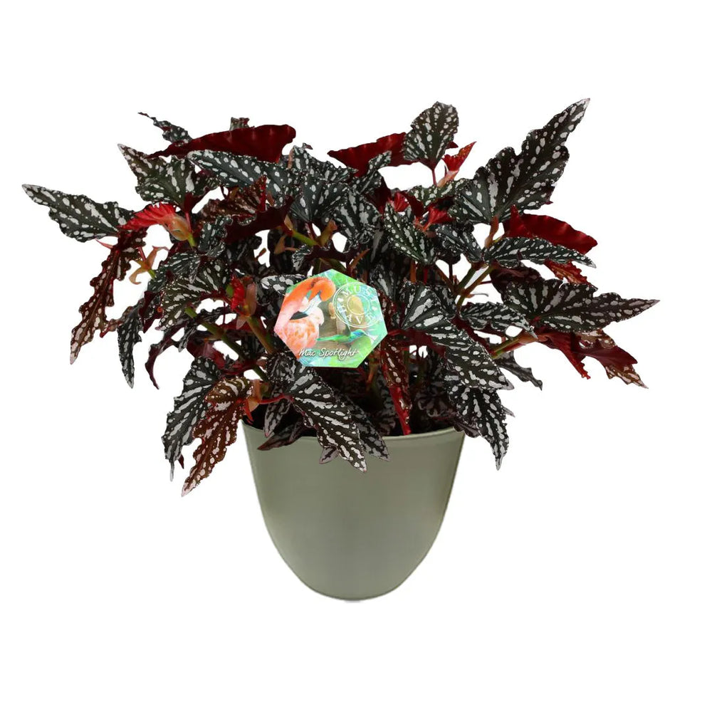 Begonia Maculata Spotlight - dettaglio foglie con pois argentei