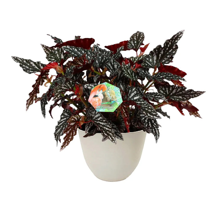 Begonia Maculata Spotlight H. 35 cm - pianta intera con vaso antracite