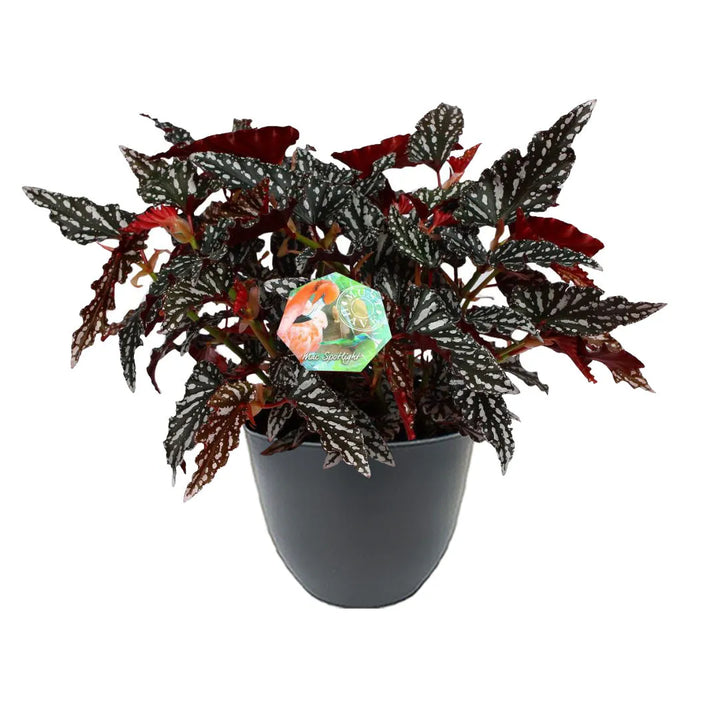 Begonia Maculata Spotlight H. 35 cm - pianta con vaso avorio in ambiente domestico