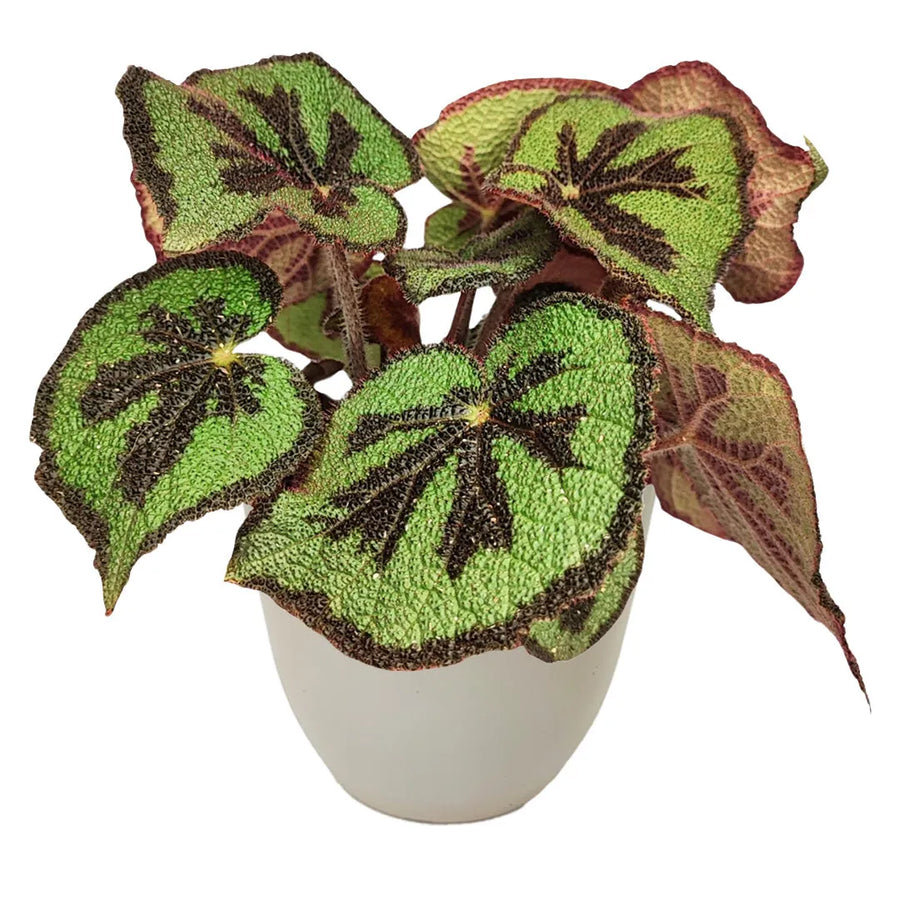 Begonia Masoniana Mountai - pianta in vaso bianco con foglie verdi e croce scura, primo piano