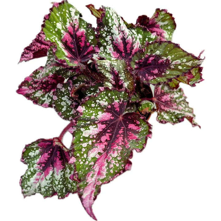 Begonia beleaf Alaska Creek D.17 cm