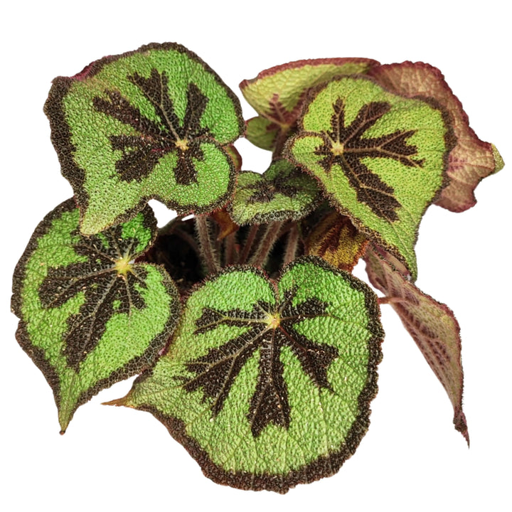 Begonia Masoniana Mountai - pianta in vaso, focus sulla texture e venature delle foglie