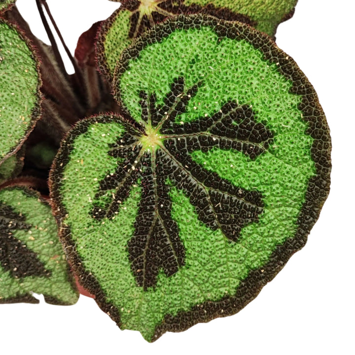 Begonia Masoniana Mountai - vista dall'alto delle foglie con disegno a croce e texture unica