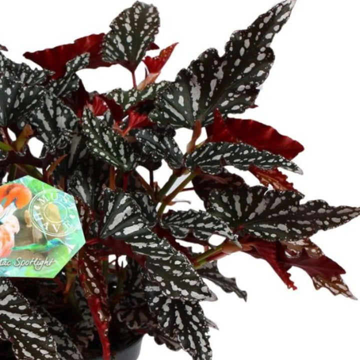 Begonia Maculata Spotlight H. 35 cm - pianta con vaso verde rosmarino