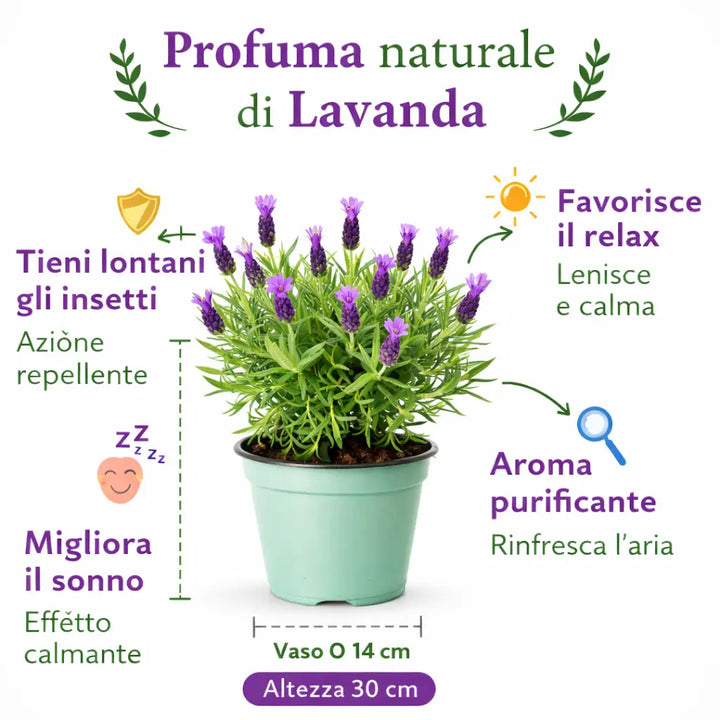 Pianta lavanda benefici - Infografica sui benefici della lavanda: aroma, calma, repellente insetti