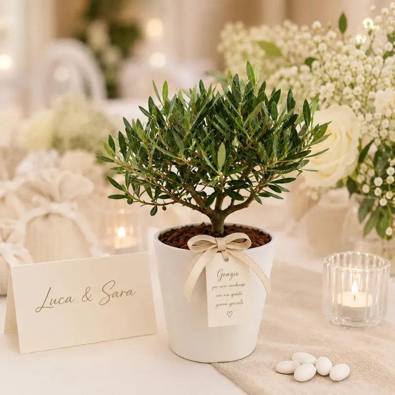 Olivo bonsai Dallas Midi in vaso bianco con tag personalizzato perfetto come bomboniera naturale per matrimonio, battesimo o comunione.
