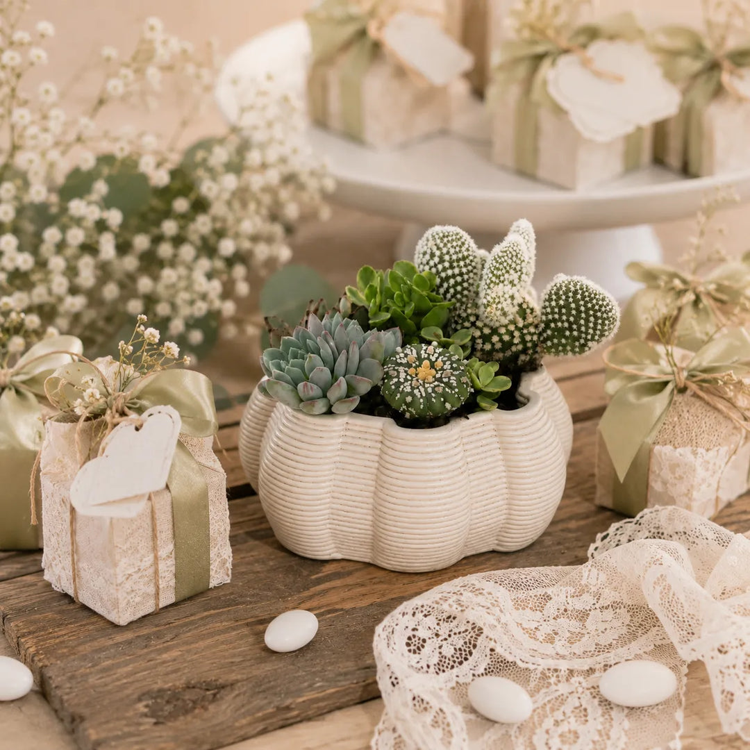 Composizione di piante grasse in vaso ceramica Iris utilizzata come bomboniera green elegante per matrimonio ed eventi speciali.