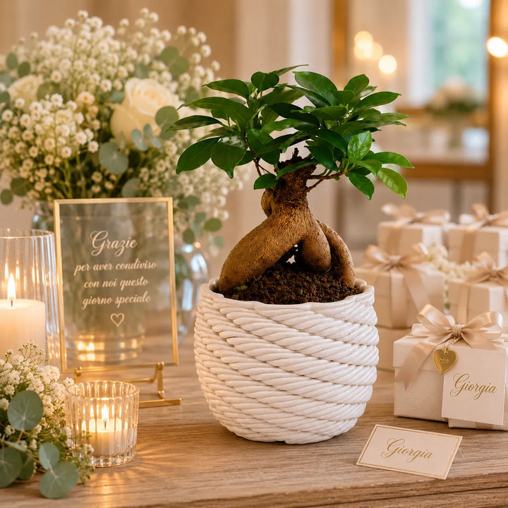 Bonsai Ficus Ginseng in vaso artigianale Carina bianco esposto come bomboniera matrimonio su tavolo decorato con fiori, candele e confezioni regalo eleganti.
