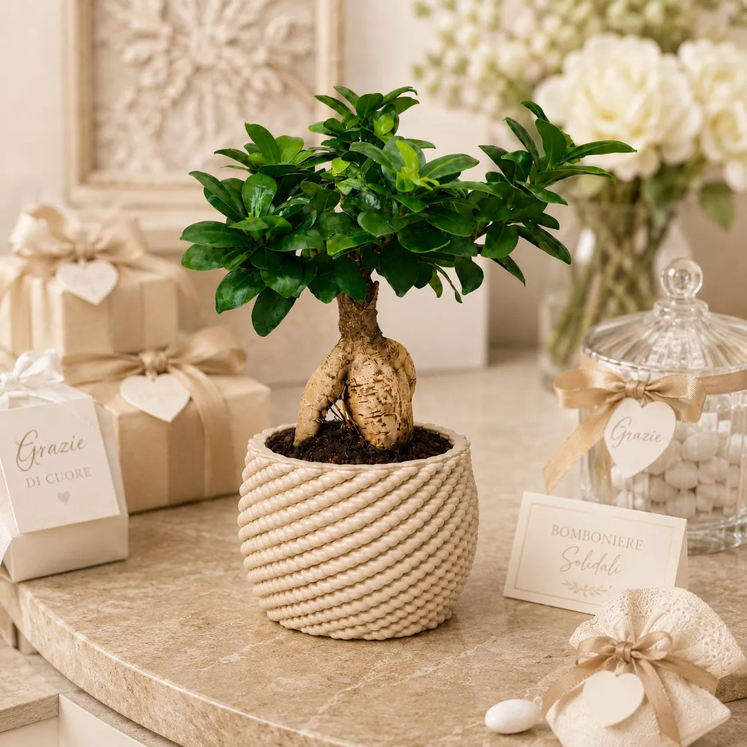 Bonsai Ficus Ginseng in vaso artigianale Carina inserito in un elegante allestimento di bomboniere solidali con confezioni regalo, confetti e decorazioni floreali.