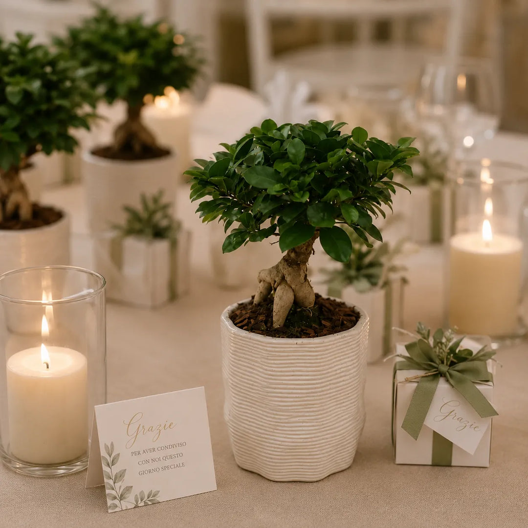 Bonsai Ficus Ginseng in vaso di ceramica artigianale Ermes D.11 inserito in un elegante allestimento matrimonio con candele, confetti e decorazioni naturali.